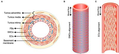 Stem Cell Based Approaches to Modulate the Matrix Milieu in Vascular Disorders